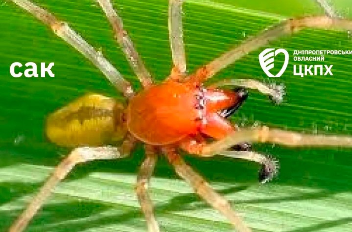 скрин