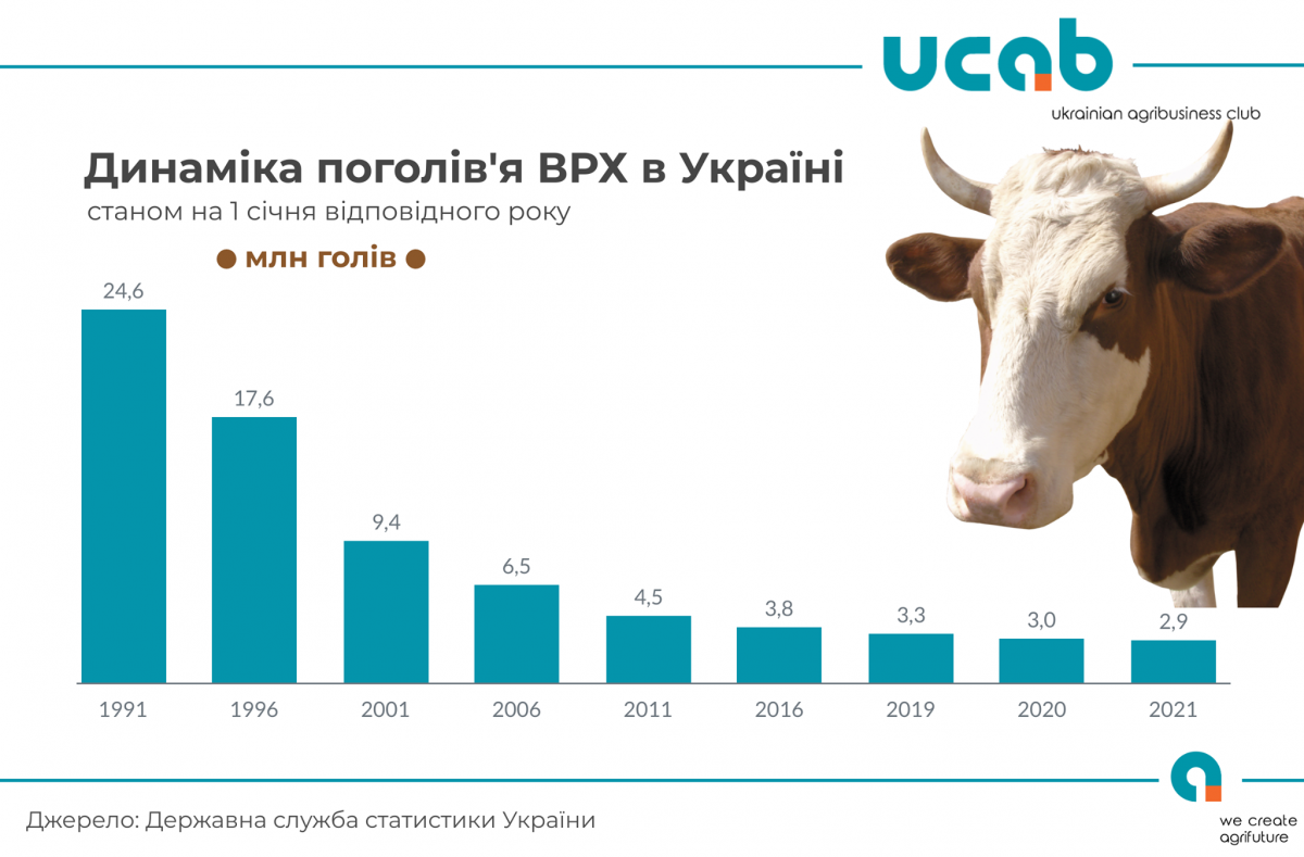 говядина