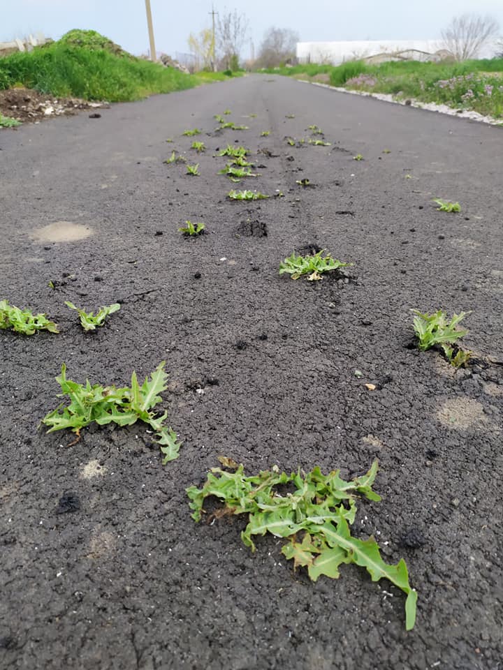 трава