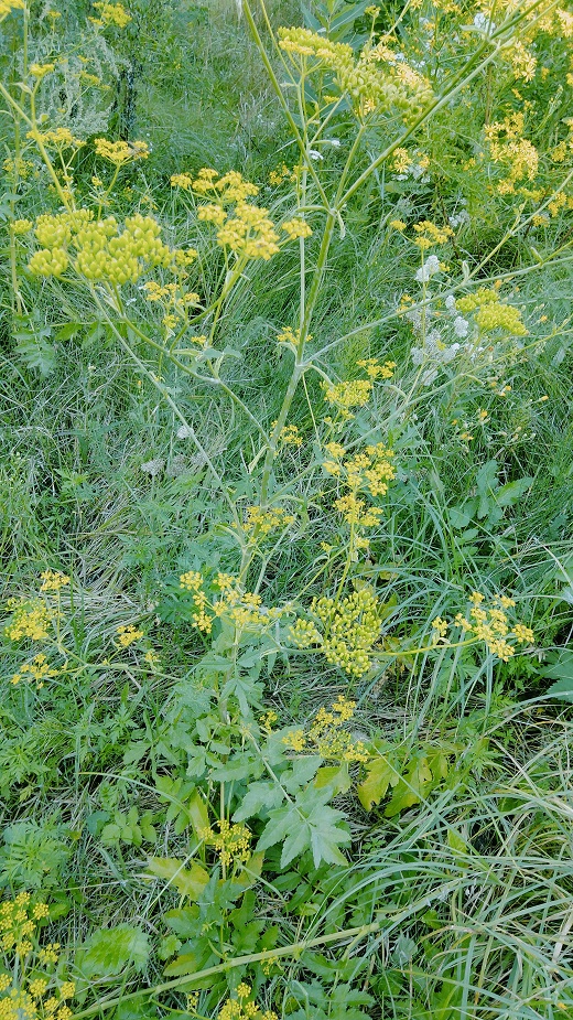 ліс
