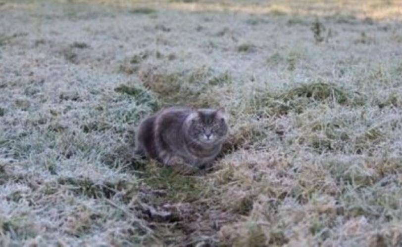 заморозки