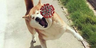 собака