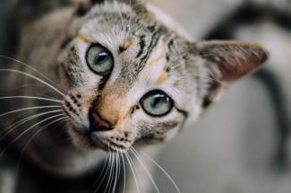 котик