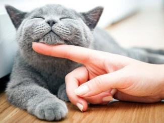 кошка
