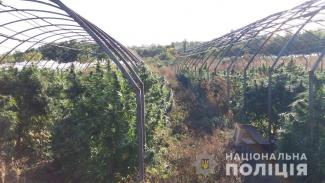 конопля