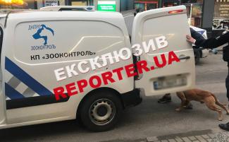 собака
