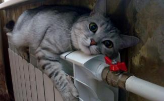 котик