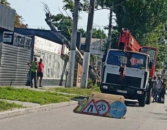 дерево
