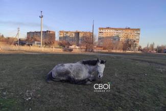 кінь