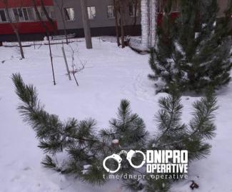 ялинка