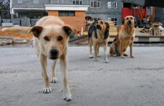 собаки