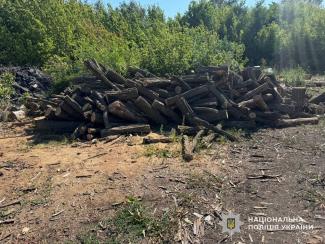 вирубка лісу