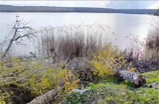 дерево