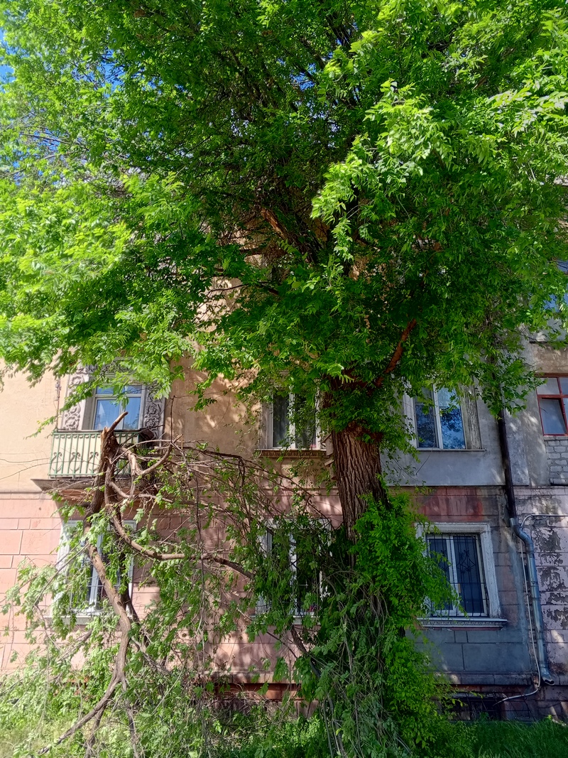 л