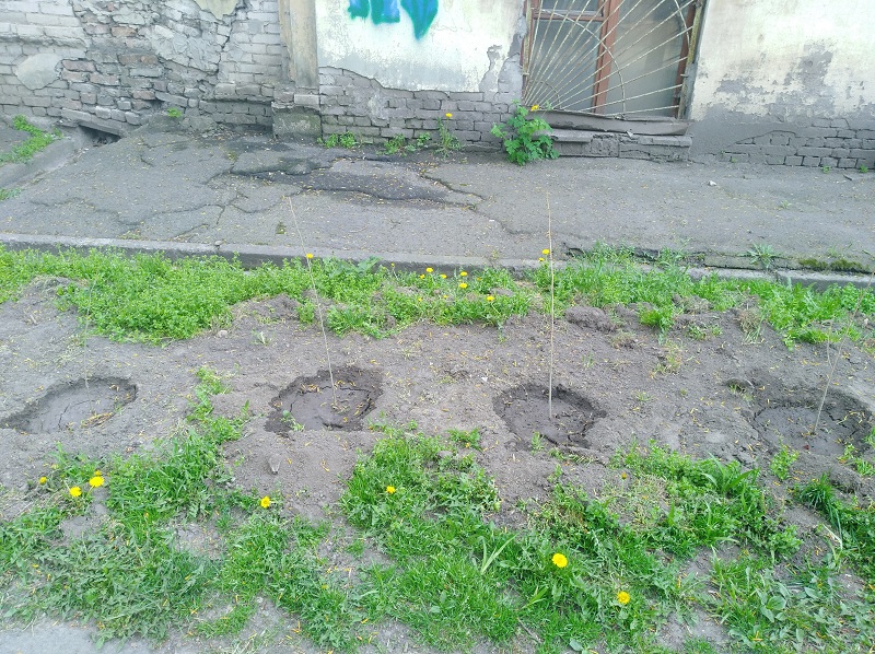 кусты