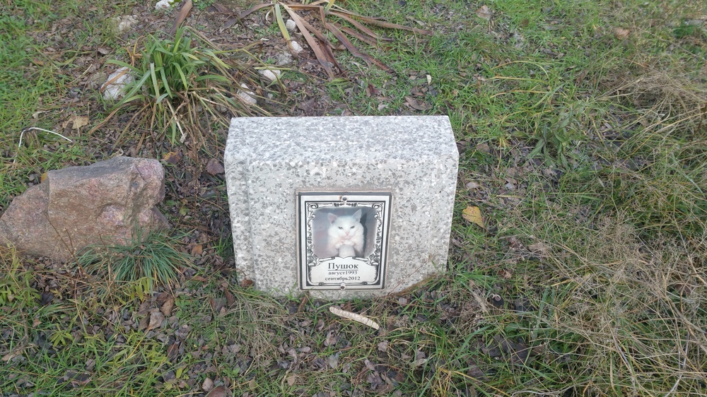 д