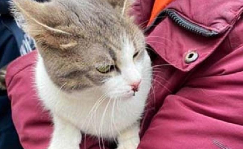 кошка