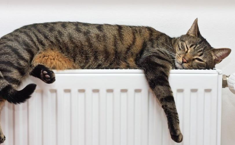 котик