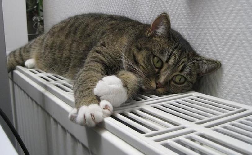 котик