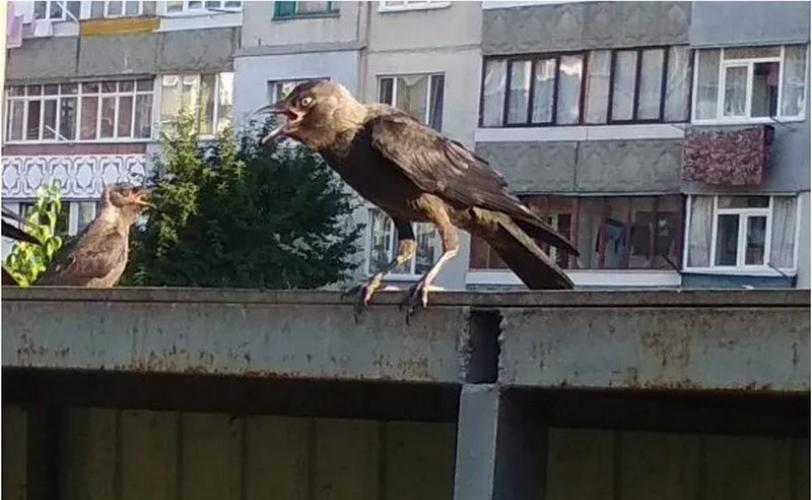 вороны