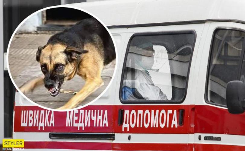 собака напала