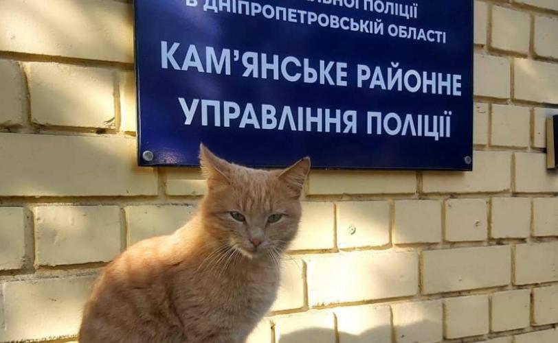 кот
