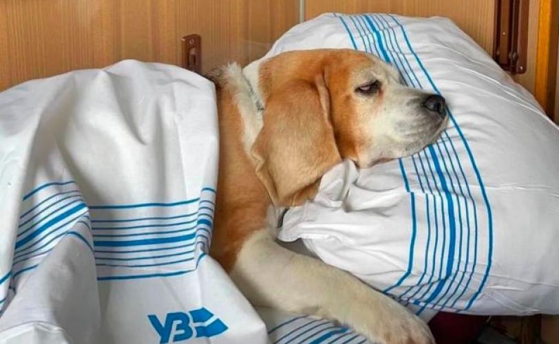 собака