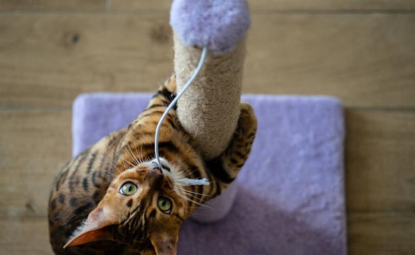 котик