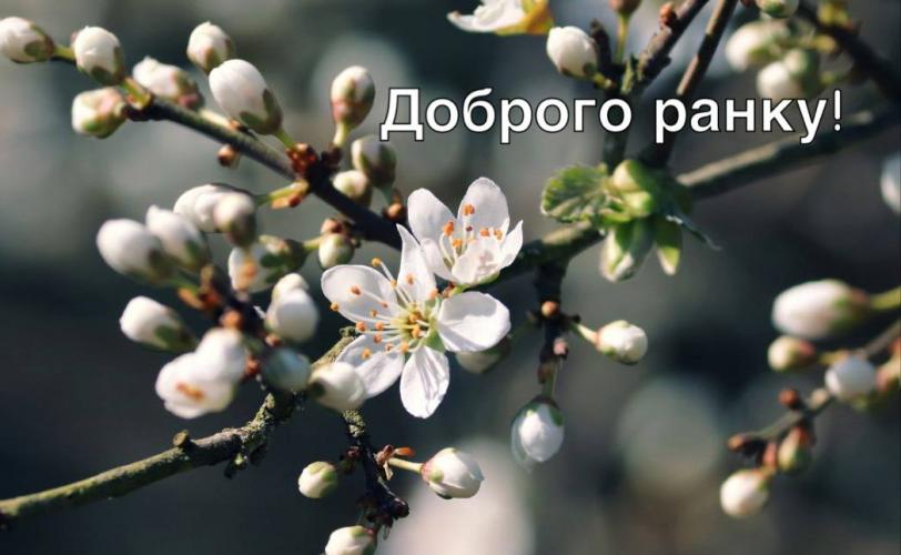 квіти