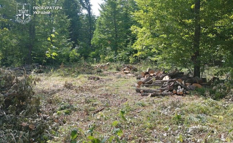 незаконна вирубка дерев