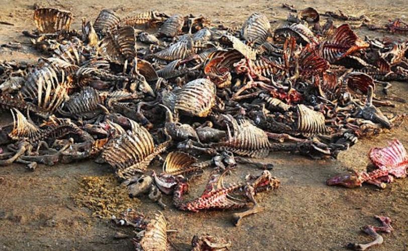 скотомогильник