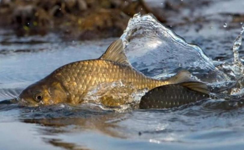 обмеження на риболовлю