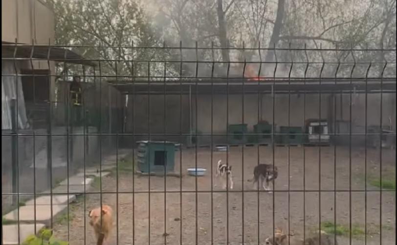притулок для тварин