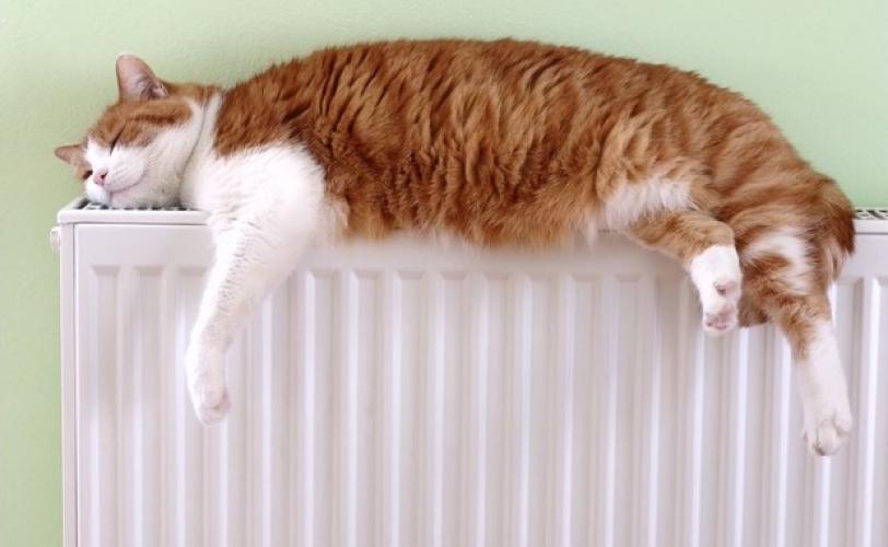котик