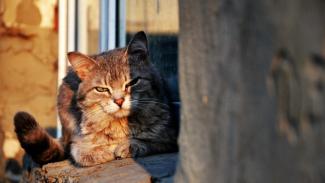 котик