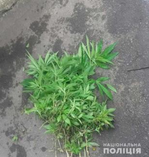 конопля