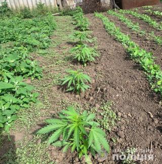 наркотики
