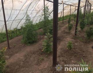 конопля