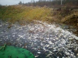 рыба