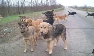 собака