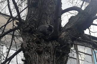 кот