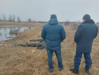 трупы