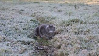 заморозки
