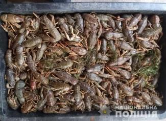 раки