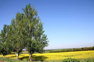 пай