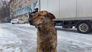 собака
