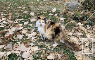кот