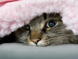 котик