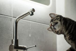 котик