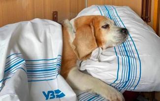 собака